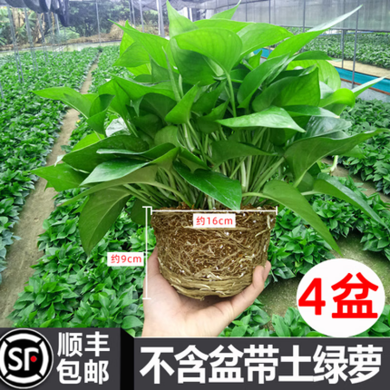牽鮮綠蘿不含盆帶土不帶盆栽吸除甲醛凈化空氣水培植物花卉養綠籮植物 不含盆帶土綠蘿[四盆]送10包肥 帶盆栽好