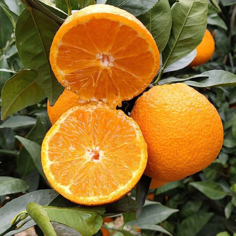 松林美果四川越丑越甜的黄果柑丑橘子新鲜应季孕妇水果 净重8.5斤中大果【黄果柑】