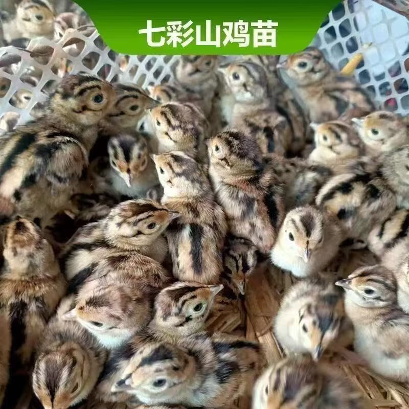 正宗七彩山鸡出壳活苗观赏宠物鸡脱温散养鸡半大脱温苗 七彩山鸡苗