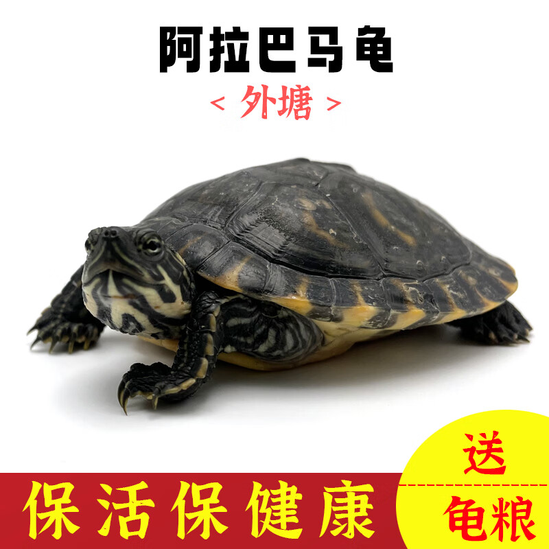 龟宝阿拉巴马彩龟发色龟深水龟宠物龟活物乌龟杂食龟观赏好养像火焰龟