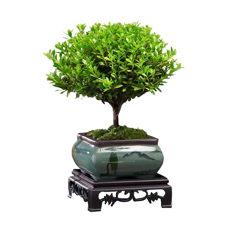 ���ڲ�����������׮ֲ����ֲ������̴����СҶ����辰+�ķ�ɽˮ��+����Դͷֱ�� 29.8Ԫ