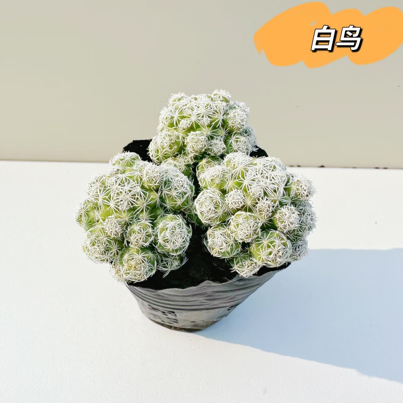 慕影白鸟银手指仙人球开花多肉植物创意仙人掌小盆栽办公室桌面小盆栽