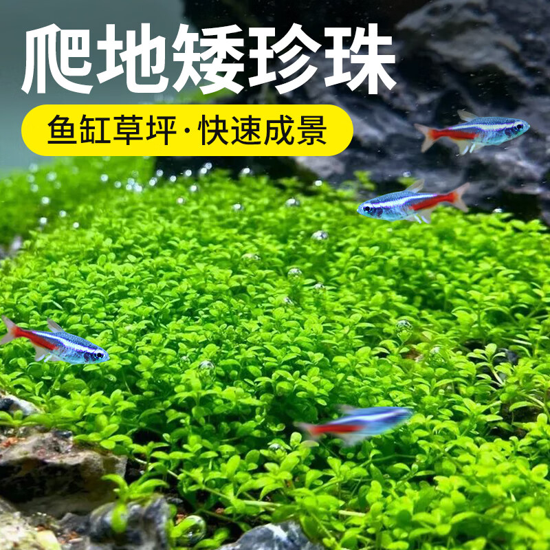 寵小帥爬地矮珍珠無菌杯生態(tài)魚缸造景真水草缸植物懶人陰性前景活體水草 【3杯】爬地矮珍珠+直鑷
