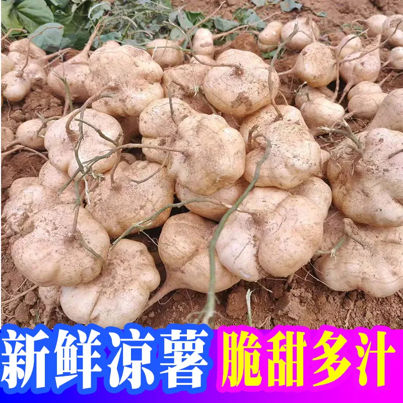 新鲜凉薯广西水果生吃特脆甜地萝卜贵州沙地葛薯白地瓜 整箱9-10斤【大果】