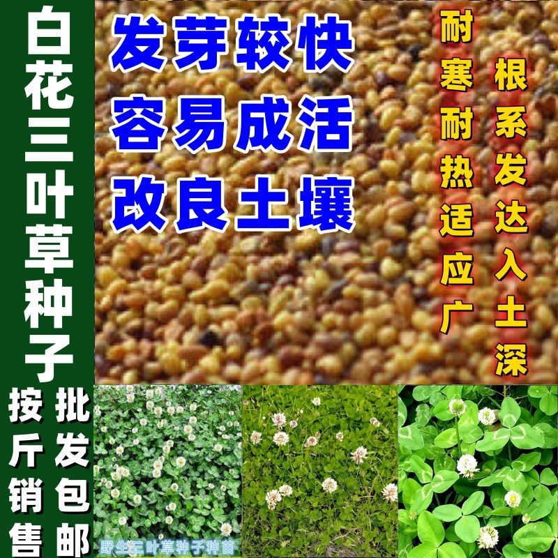 白花三叶草种子红白车轴草绿化草坪种子红花三叶草草籽牧草种子四