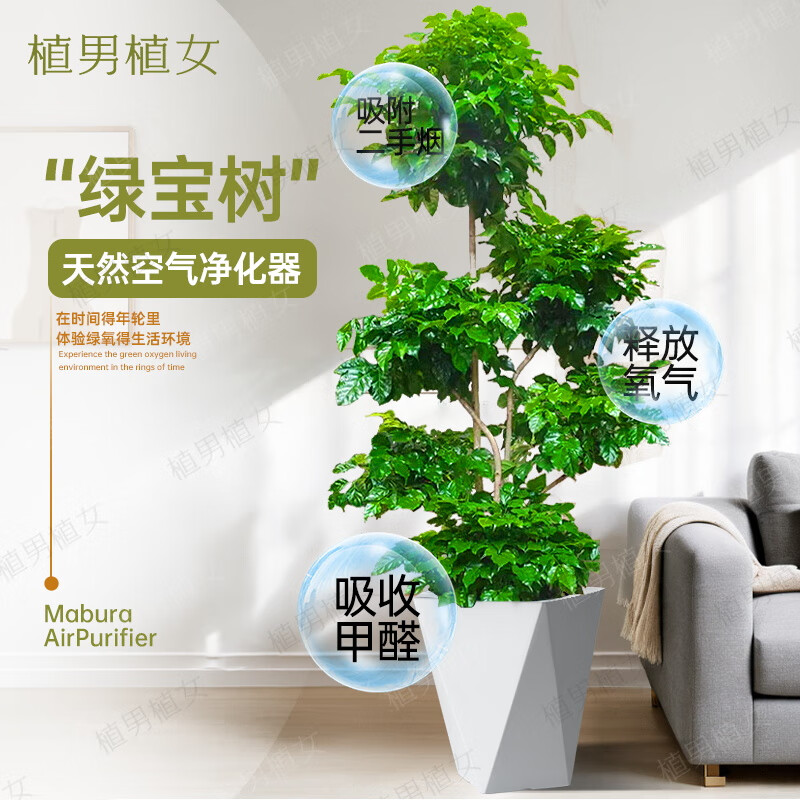 植男植女幸福树造型绿宝盆栽客厅室内大型绿植居家净化空气吸甲醛源头直发