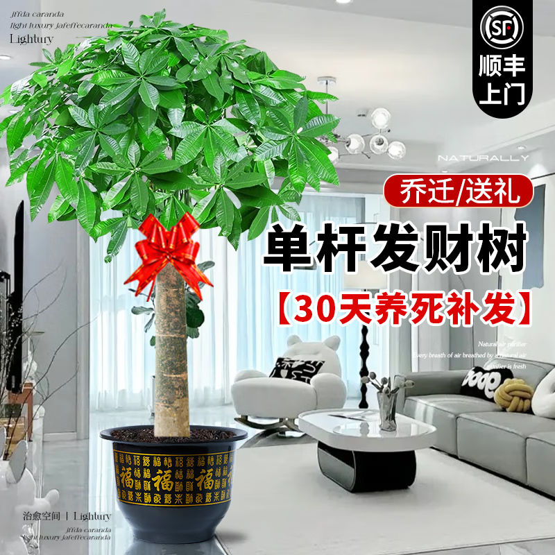 临雅大型发财树盆栽室内客厅招财高级感落地乔迁之喜懒人好养活风水树 独杆发财树1-1.2米+福字盆 88.8元
