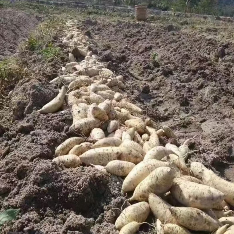 潮汕正宗白皮黄心鸡蛋黄板栗红薯现挖现发产地直销爆皮香甜粉糯鲜 5斤【中果】净重 商超品质