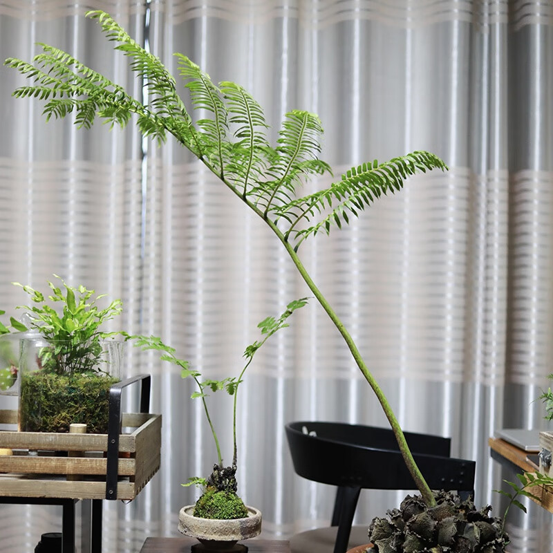 观音莲座蕨带芽 类植物耐阴大型绿植室内造景马t蹄蕨稀有花卉盆栽