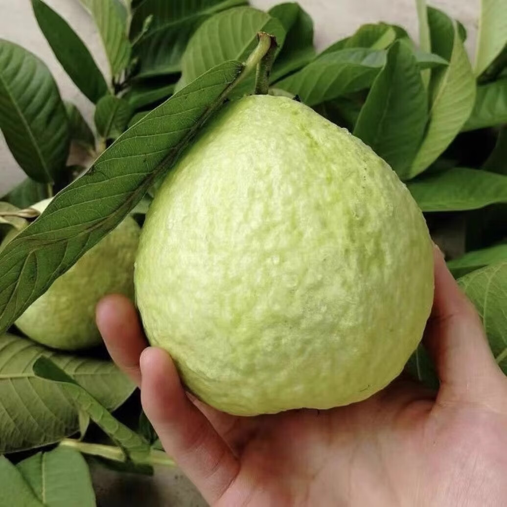 鲜宝道广西奶油白心红心芭乐软心软糯新鲜孕妇水果番石榴硬脆甜 白心芭乐3斤中果100克重2.5斤