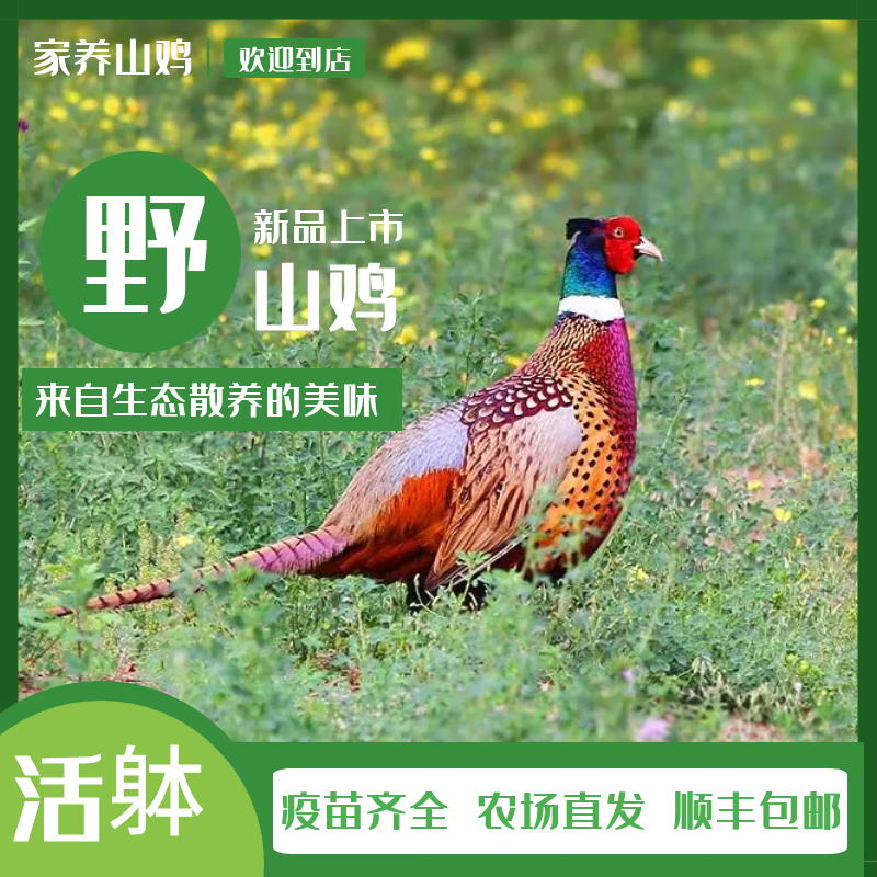 【順豐快遞】七彩野山雞山雞活體包郵到家農(nóng)家山林散養(yǎng)走地溜達(dá)雞 2公（包活到家） 提供開(kāi)箱視頻死亡包賠
