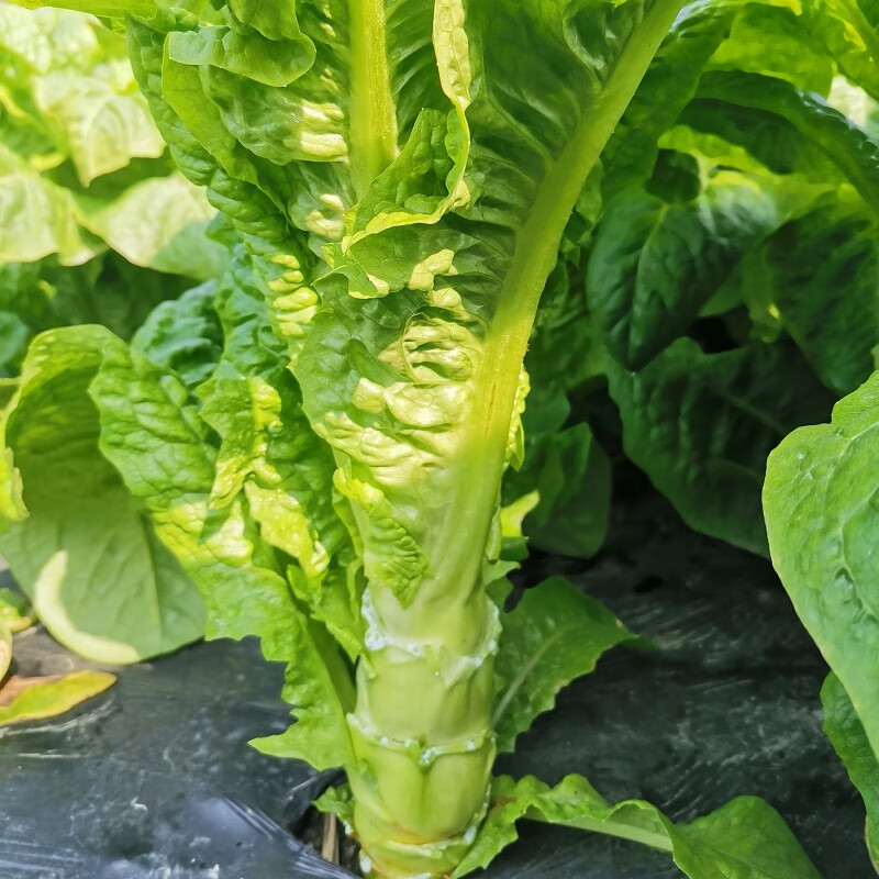 京东怎么看叶菜类价格走势曲线图|叶菜类价格走势