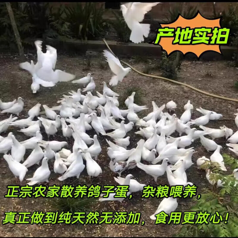OIMG正宗农家散养新鲜鸽子蛋、土鸽笨鸽蛋、新鲜白鸽蛋、60枚 散养白鸽子蛋40枚