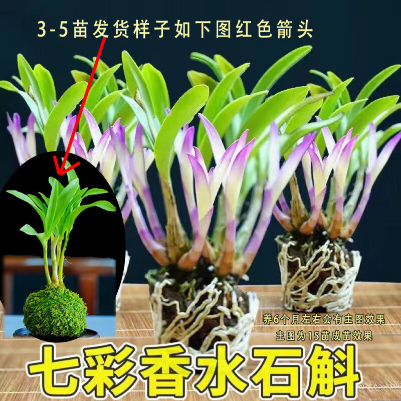 �߲���ˮʯ������������ˮ�࿪��Ũ������������ֲ���Ի��� 5�羫Ʒ ̦޺���