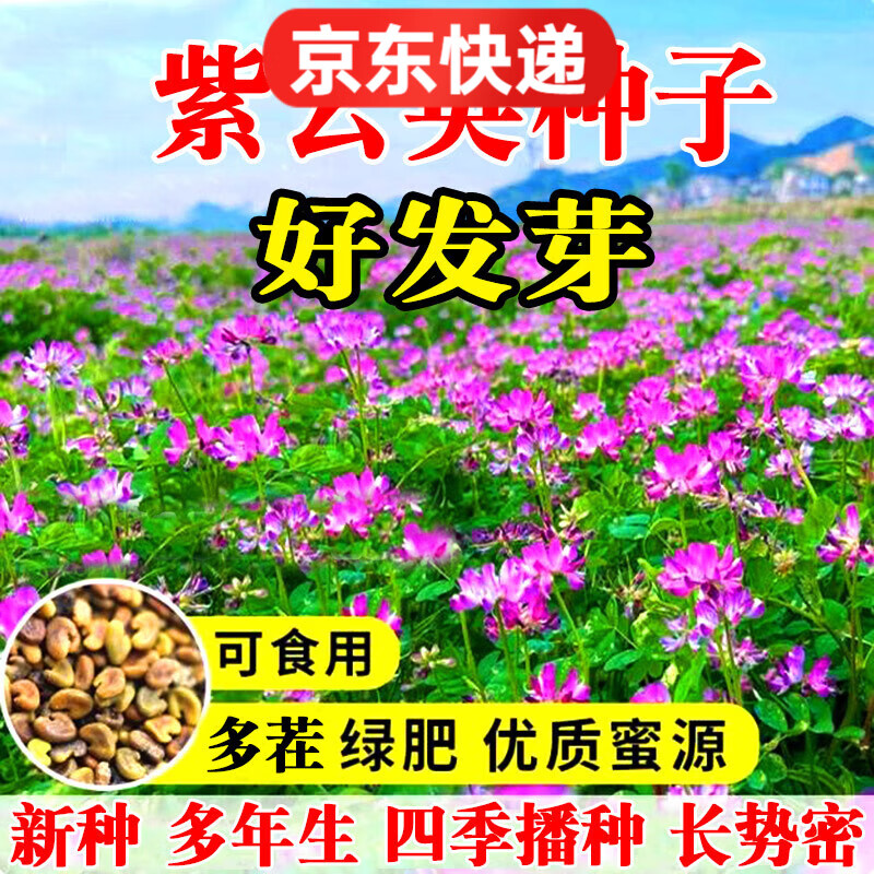紫云英種子綠肥種子紫云英草種籽養(yǎng)蜂蜜源紅花草籽紅花草種子果園 進口紫云英種子半斤