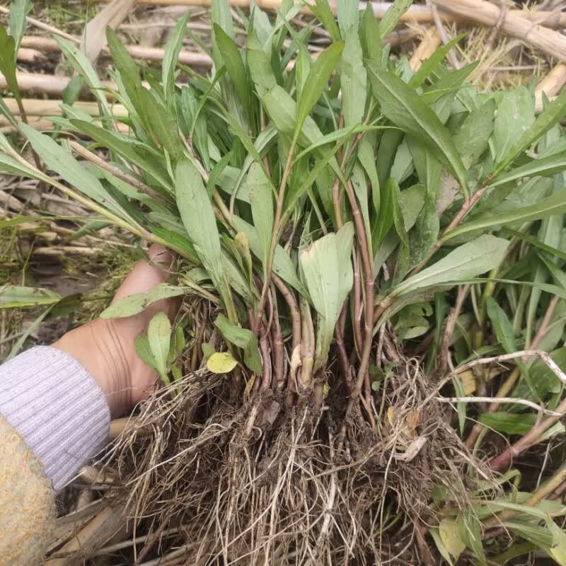 秋颖马兰头苗野生马兰头种根带泥鸡儿肠马兰头红梗马兰头野菜凉拌豆干