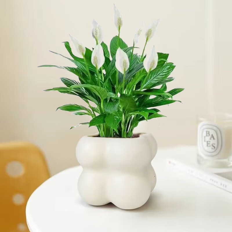 顾植网红绿植奶油风泡泡盆小盆栽室内桌面好养植物多款可选 【白掌】奶油风泡泡盆 多款任选，自由组合