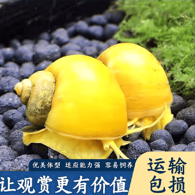 卡奇鱼 淡水除藻观赏螺 吃褐藻丝藻 青苔 黑毛清缸吃垃圾清洁鱼缸工具螺 小号黄金螺5只（1-1.2cm）
