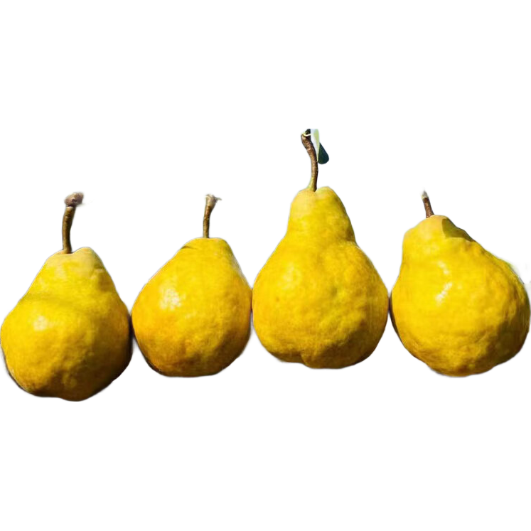 京鲜生山东烟台丑梨净重3斤 单果250g+ 冰淇淋蜜梨 生鲜水果 源头直发