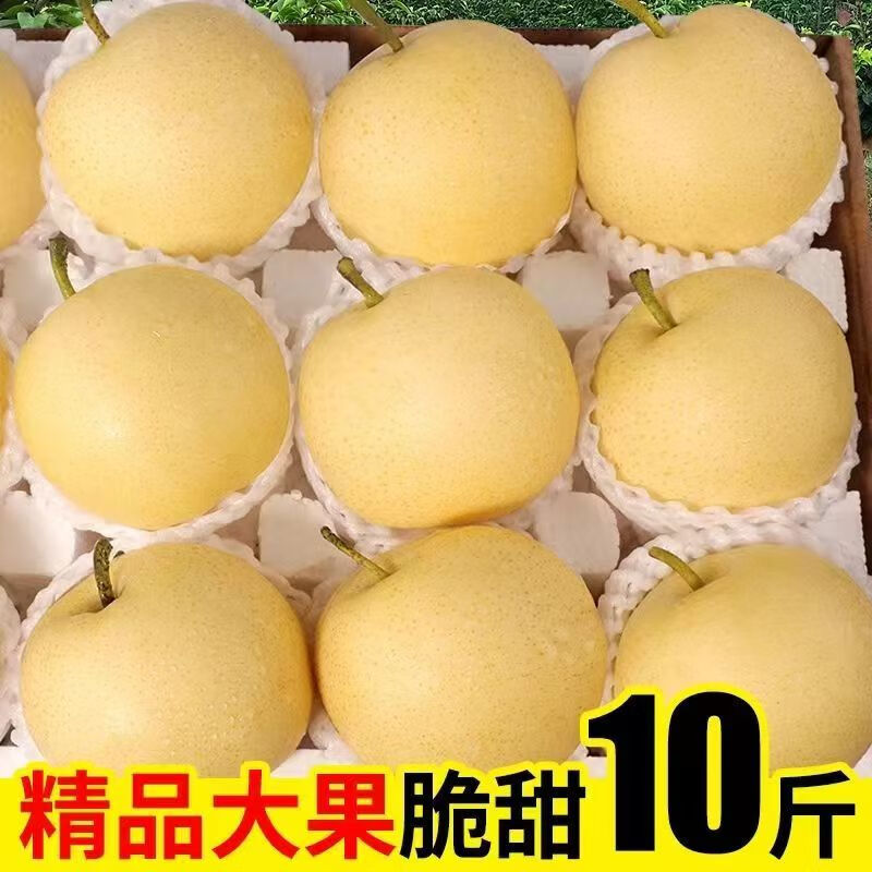 驻晨(ZHUCHEN)新鲜皇冠梨10斤 正宗河北皇冠梨脆甜多汁皮薄超甜脆梨整箱 精选皇冠梨【带箱2.6-3斤】