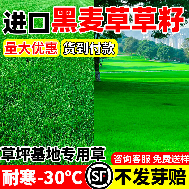 草坪种子护坡草籽草皮种子四季常青庭院免修剪耐寒草坪草绿化工程 黑麦草净籽1斤【耐寒耐冻】
