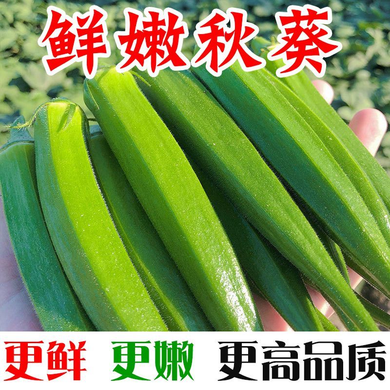 秋葵新鮮時(shí)令蔬菜農(nóng)家羊豆角當(dāng)季水果秋葵黃秋葵六豆角 新鮮秋葵 1斤