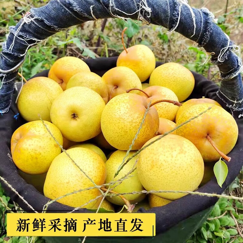 東北特產(chǎn)花蓋梨3/5/10斤秋梨新鮮水果梨子批發(fā)10斤薄皮整箱包郵 帶箱5斤約30粒小果