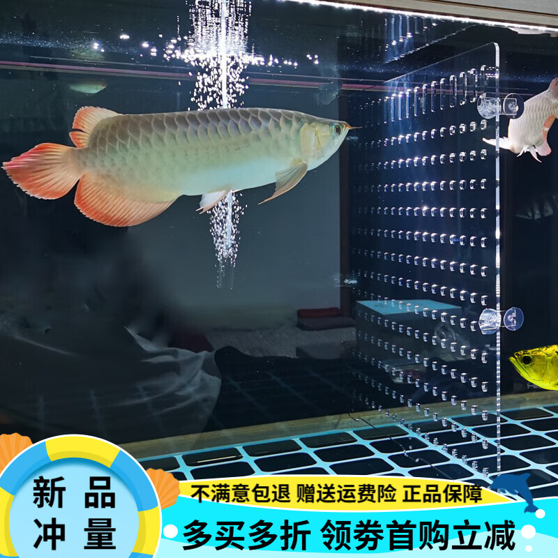 OIMG亞克力大魚缸隔離板龍魚虎魚虹魚內(nèi)隔板定制高透海鮮池隔離板加厚 寬74CM高60CM A款，孔15mm