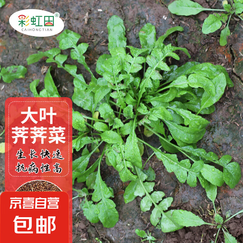 �������������߲������ļ���������̨ͥԺ������˲���С���Ӵ�ȫ �ʺ����Ҷ����������3��(������)