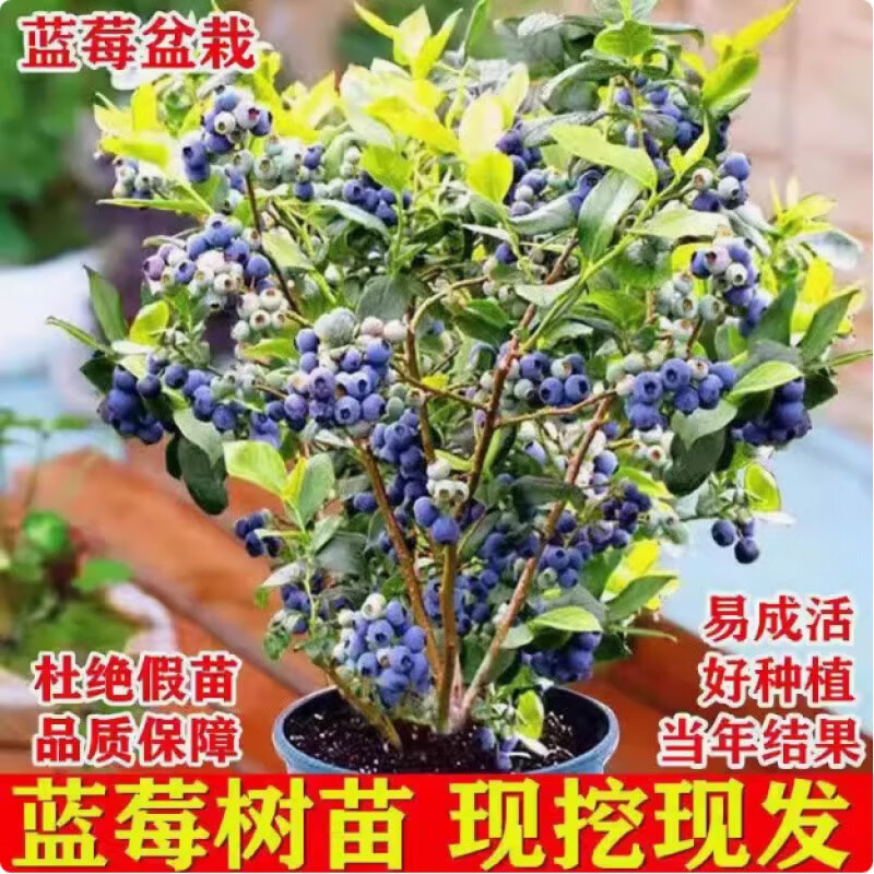 ��ݮ���������Ե��Թ��������ϱ�����ֲ�������̱�ʯ���� ��ݮ+������ 2��