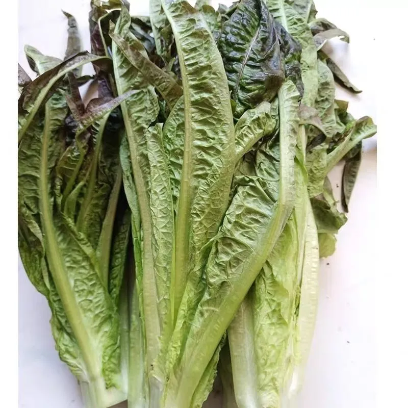 新鲜莴笋莴苣紫叶尖嫩丫细叶青笋尖火锅油焖辣炒时令蔬菜现摘现发 5斤泡沫箱