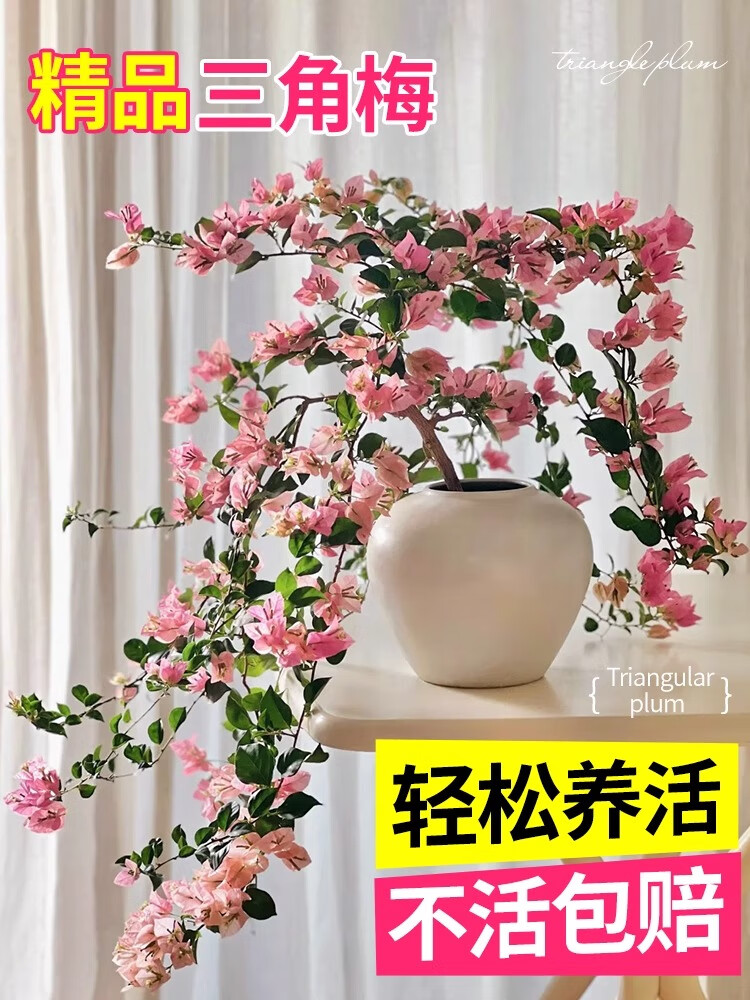 三角梅盆栽绿植物精品大苗带花卉漳红樱绿樱树苗爬藤老桩多季开花 金心橙白大苗45-50cm左右