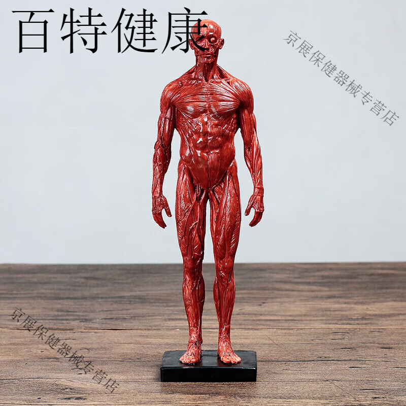 JRIOED人體肌肉模型骨骼繪畫參考標版解剖美術臨摹雕塑仿真藝用人體模型 男肌肉紅色