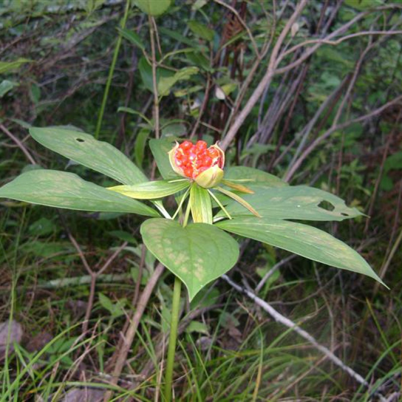 花中酷 重楼 重楼籽七叶一枝花 云南滇重楼种基地 七叶一枝花滇重楼