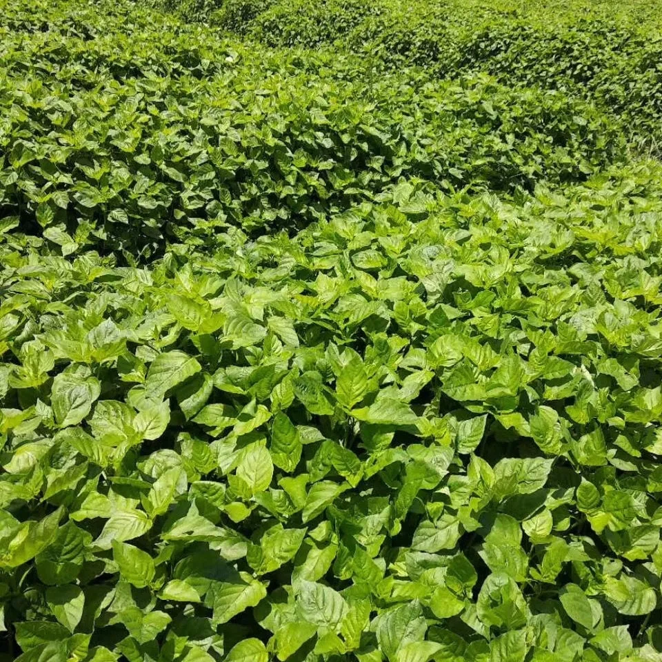 新鲜绿线叶血通菜菜苗特色野菜绿线苗火锅打边炉野菜500g 500克(顺丰冷链)