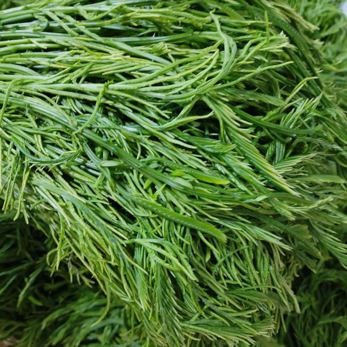 云南德宏新鲜蔬菜帕哈合金欢臭菜傣族绿叶宴帕哈250克泰国生吃 1斤