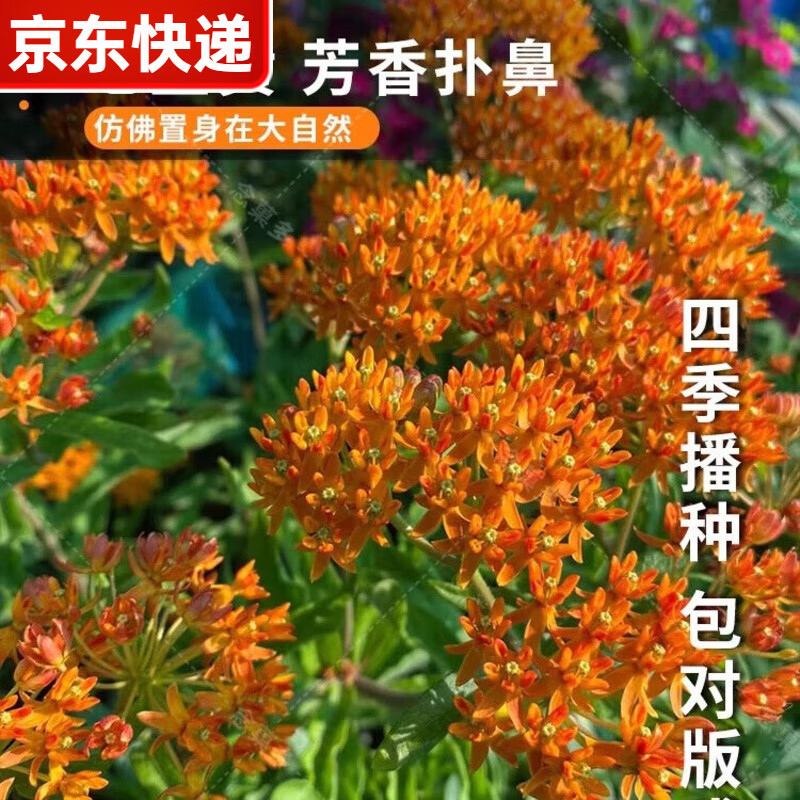 七里黃種子100粒桂竹香糖芥岡托巴芳香花籽室外陽臺盆栽 七里黃200粒 + 肥