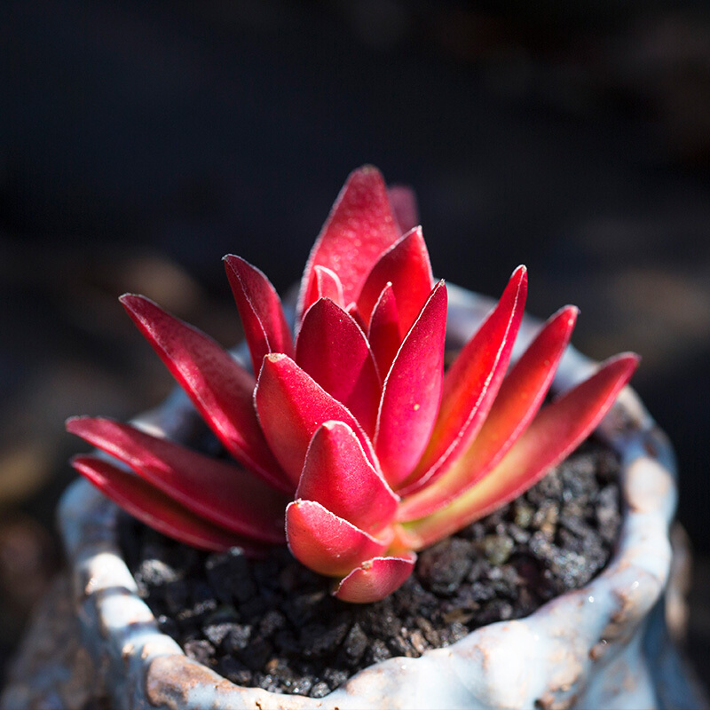 多肉植物盆栽组合新手套装 办公室内花卉绿植盆栽 红叶祭(含盆含土)