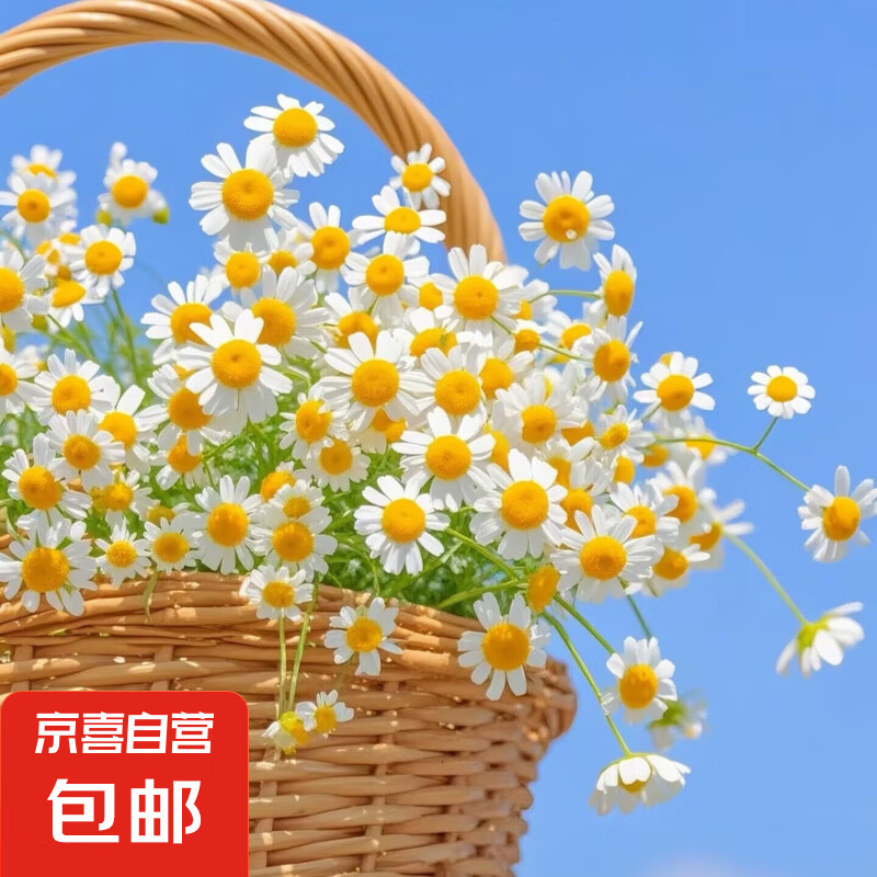 ��ʾ��ʻ�����ϵ�ʻ���������ֱ��1��1 1�� ֦��40cm-60cm