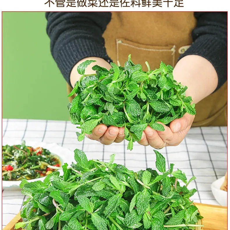 新鲜薄荷叶商用薄荷留兰香调酒奶茶店饮品摆盘 3斤