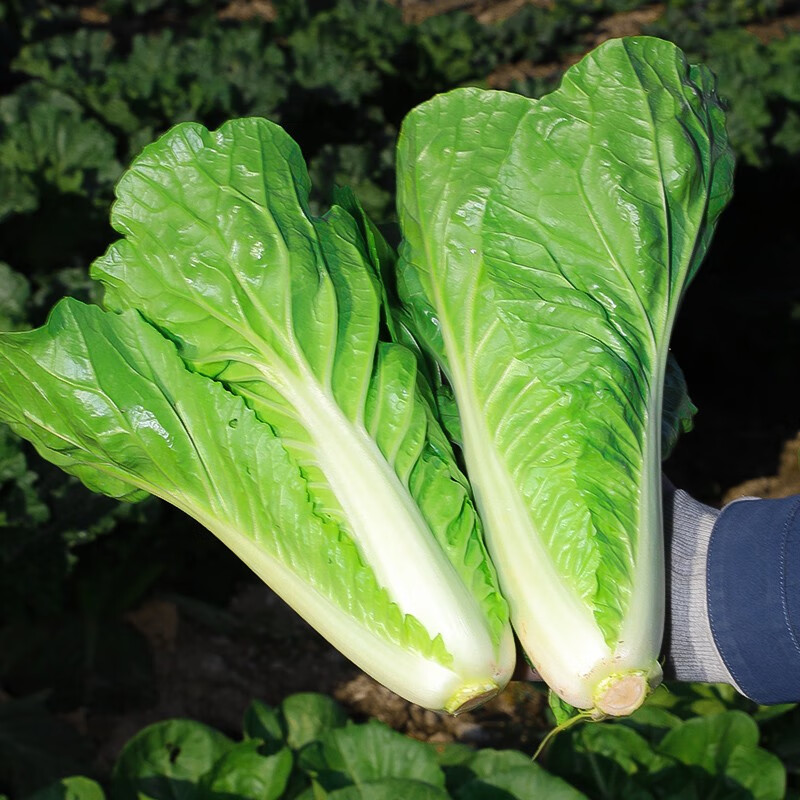 蔬菜种子大全品种阳台四季播种 批发家庭种植农科院春天 快菜小白菜