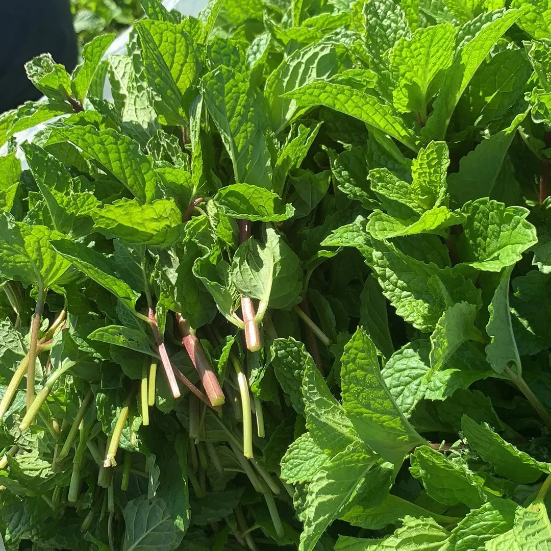 新鲜薄荷叶商用薄荷留兰香调酒奶茶店饮品摆盘 3斤