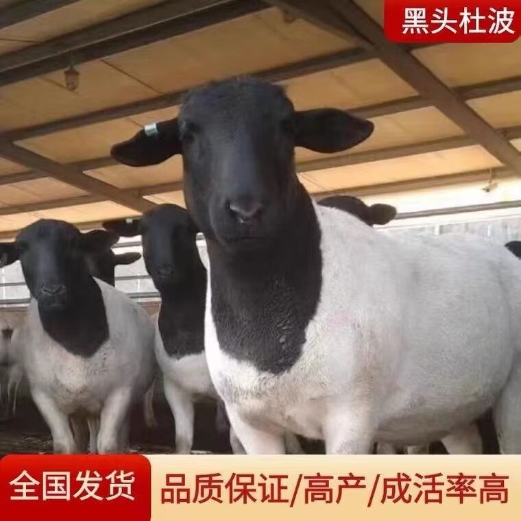 黑头杜泊种羊纯种杜泊纯种黑头杜泊羊种公羊活苗