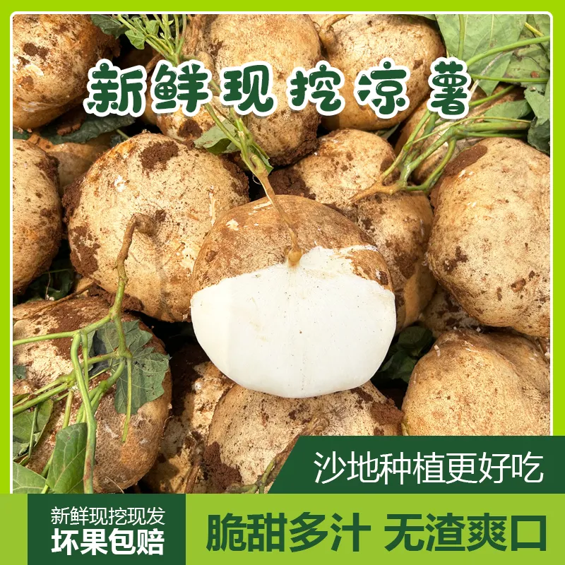 新鲜凉薯广西水果生吃特脆甜地萝卜贵州沙地葛薯白地瓜 整箱9-10斤【大果】