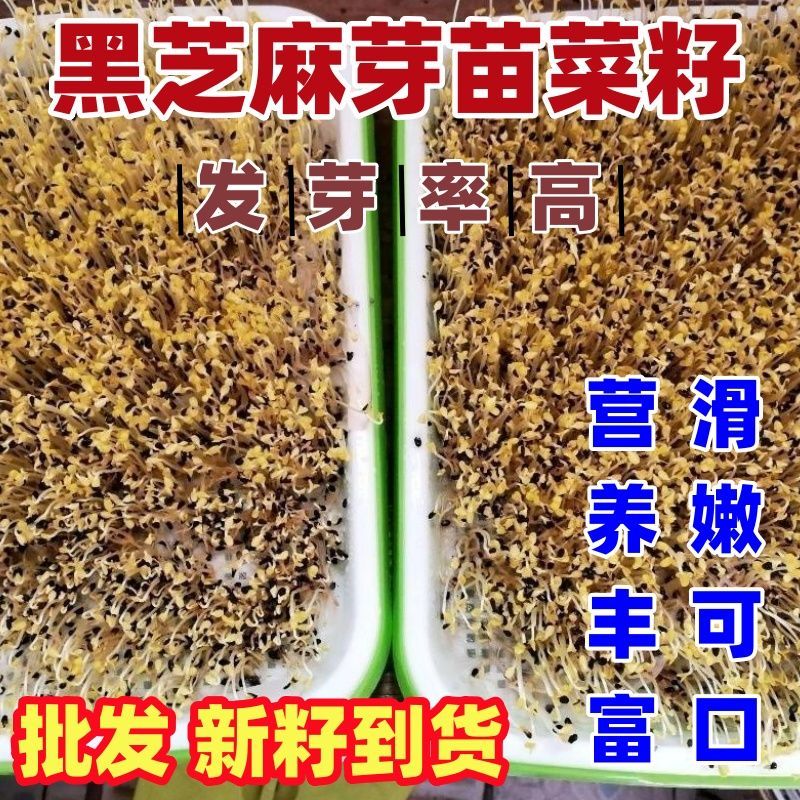 蔬菜种子四季播秋季大田高产养生蔬菜籽 黑芝麻芽苗菜种子