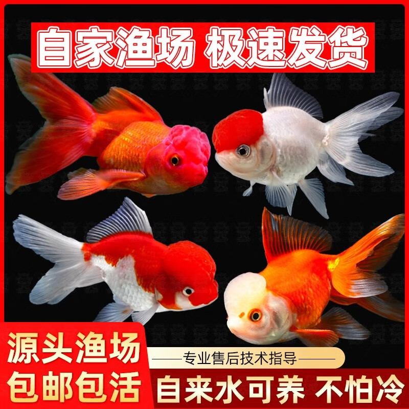 百纶木千金鱼观赏鱼【京东快递】不加温好养活狮子头活体冷水鱼招财鱼 【京东快递 送货上门】3-5cm招财三宝 各2条