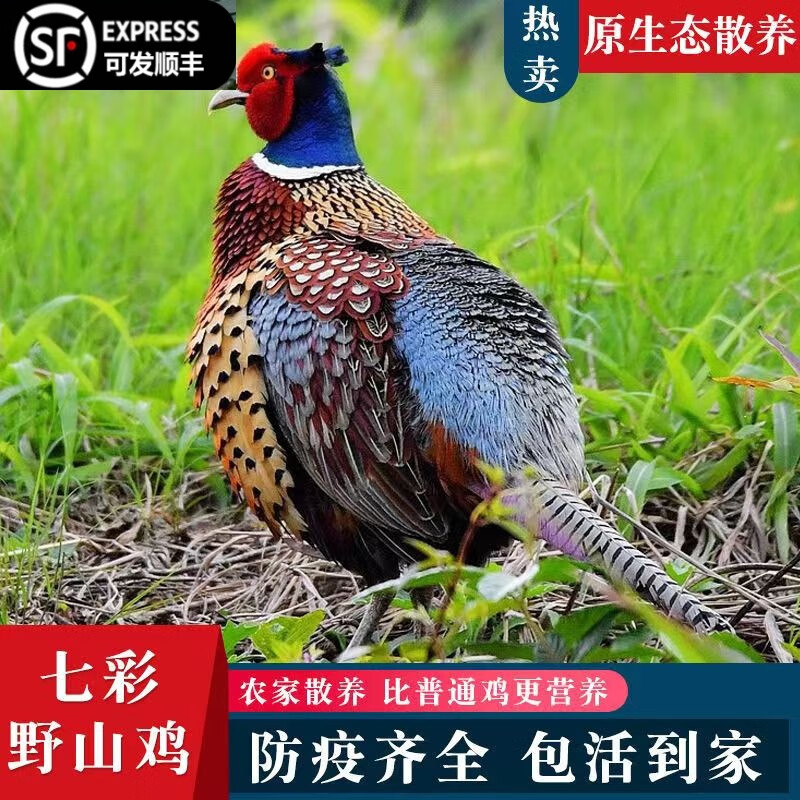 一對(duì)七彩山雞:活體散養(yǎng)珍珠雞五黑雞包活 七彩山雞2母