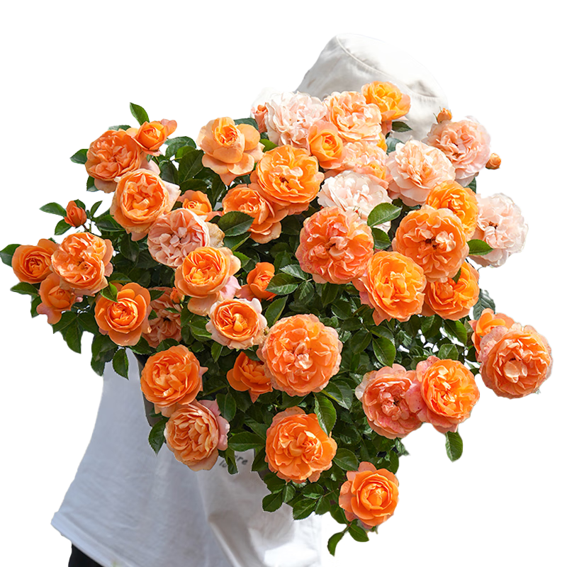 ���ٵĻ�԰�콢���¼���������С���ľǾޱ��̨�����ϱ����ļ�����ԭ��ԭ�� ��֭��̨15cm�� ����