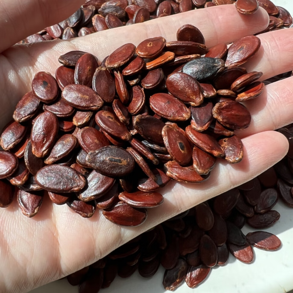 江西红瓜子新鲜炒熟原味生的西瓜籽信丰大粒散装农家年货赣南特产 炒熟原味2斤