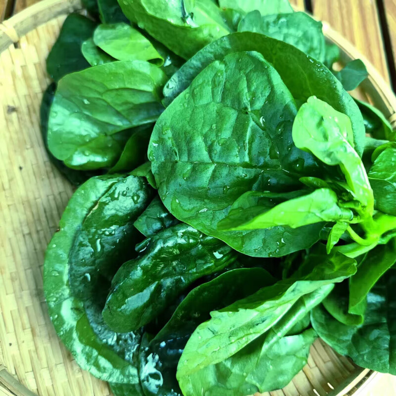 云南木耳菜软浆叶新鲜现摘豆腐菜农家自种时令蔬菜煮汤凉拌清炒菜